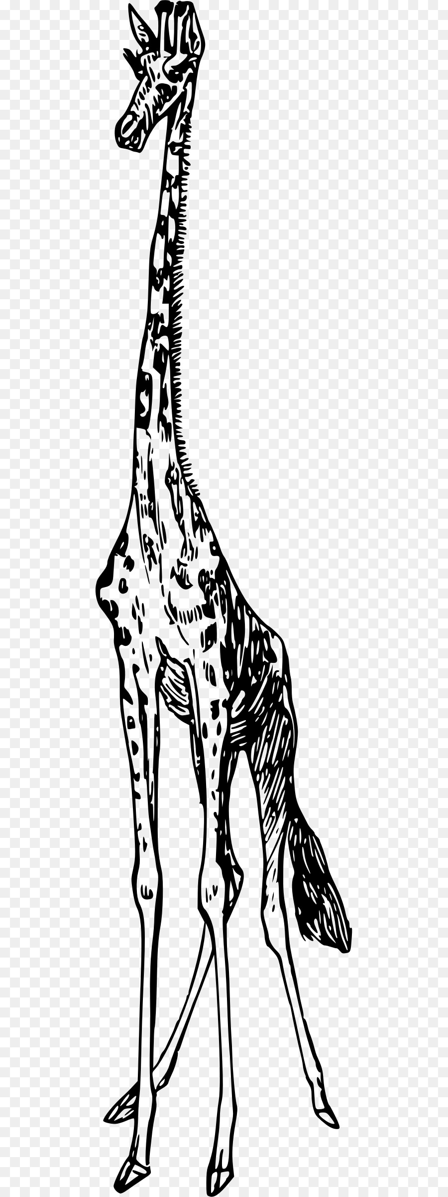 Girafa，Pontos PNG