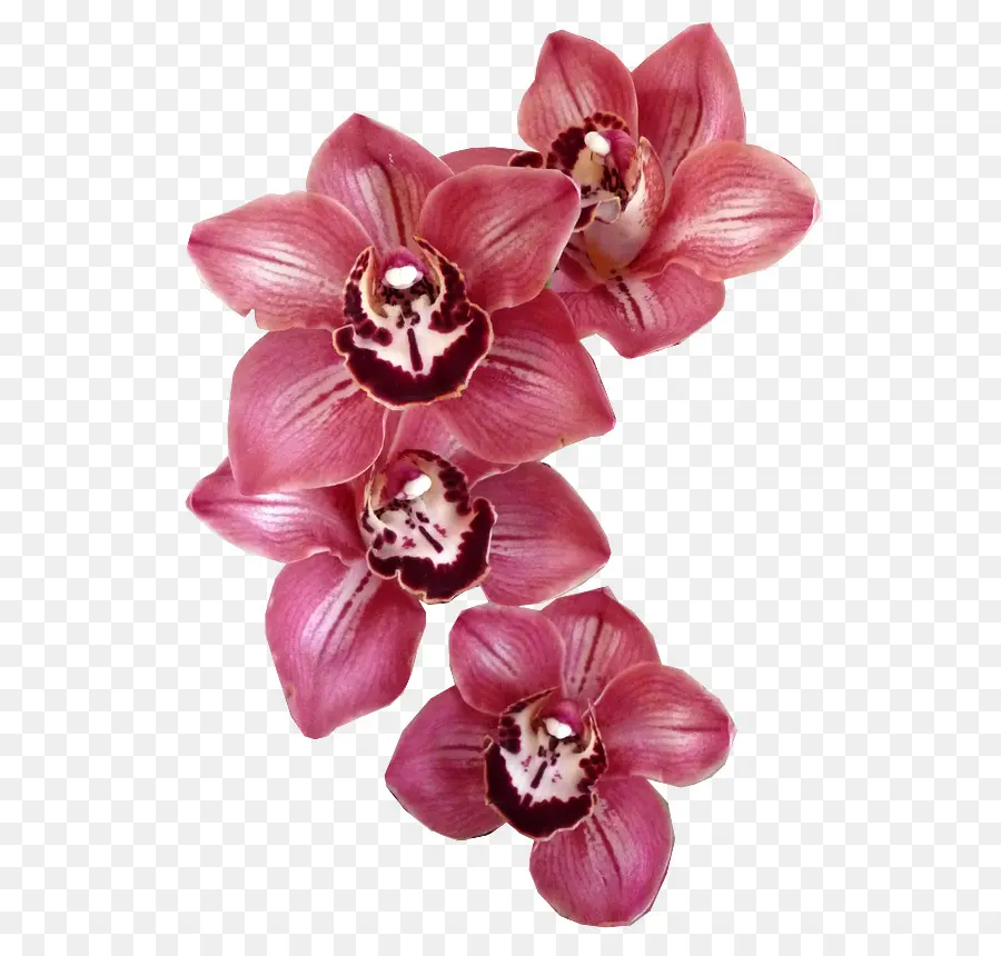 íris Lavanderia Um Gettoni，Orquídeas PNG