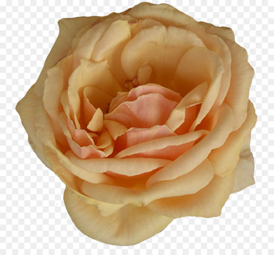 Rosa Branca，Florescer PNG