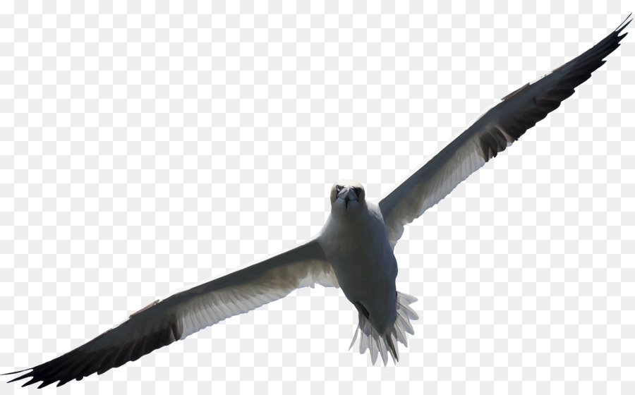 Gaivota，Vôo PNG