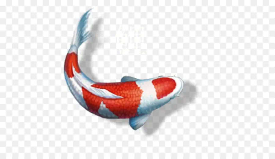 Peixe Koi，Koi PNG