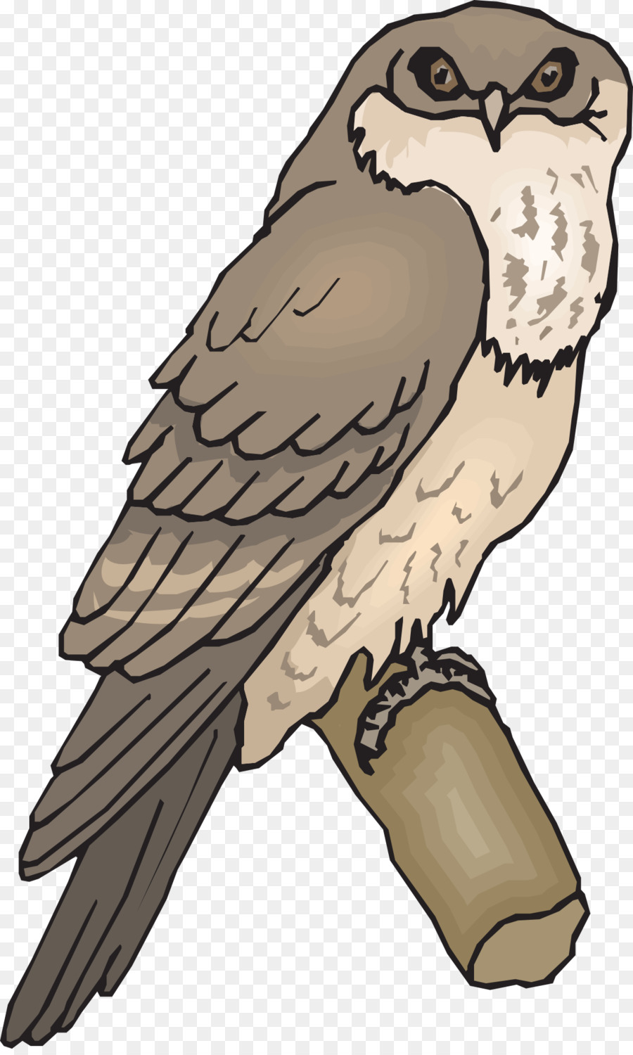 Aves，Coruja PNG