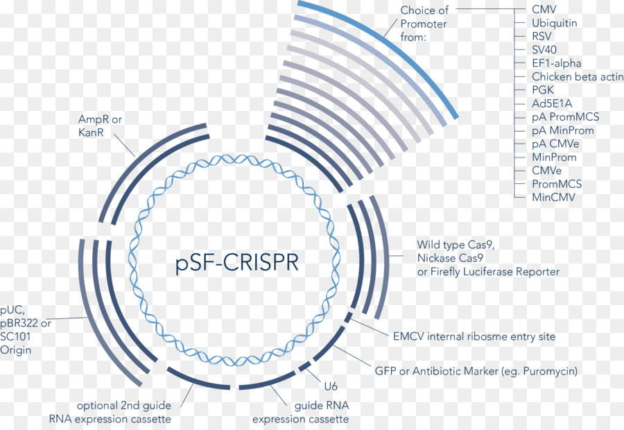 Vetor，Crispr PNG