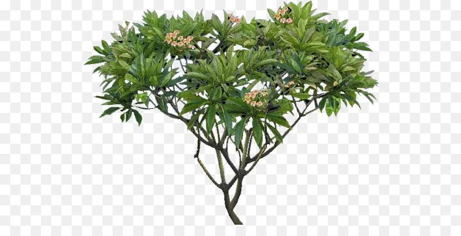 Plumeria Alba，árvore PNG