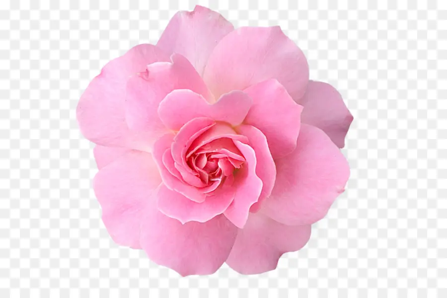 Rosa Rosa，Florescer PNG