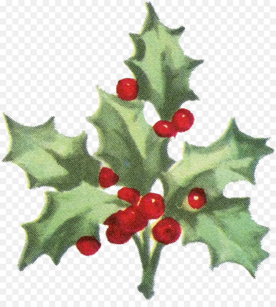 Papel，Comum Holly PNG