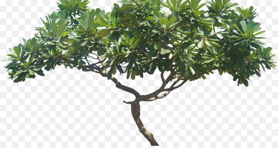 Plumeria Branco，árvore PNG