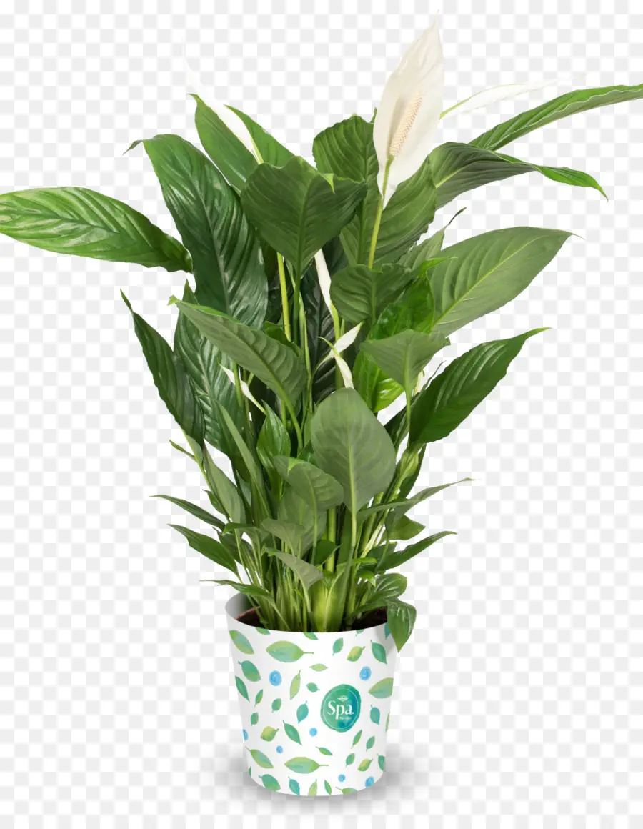 Flowerpot，Lírio Da Paz PNG