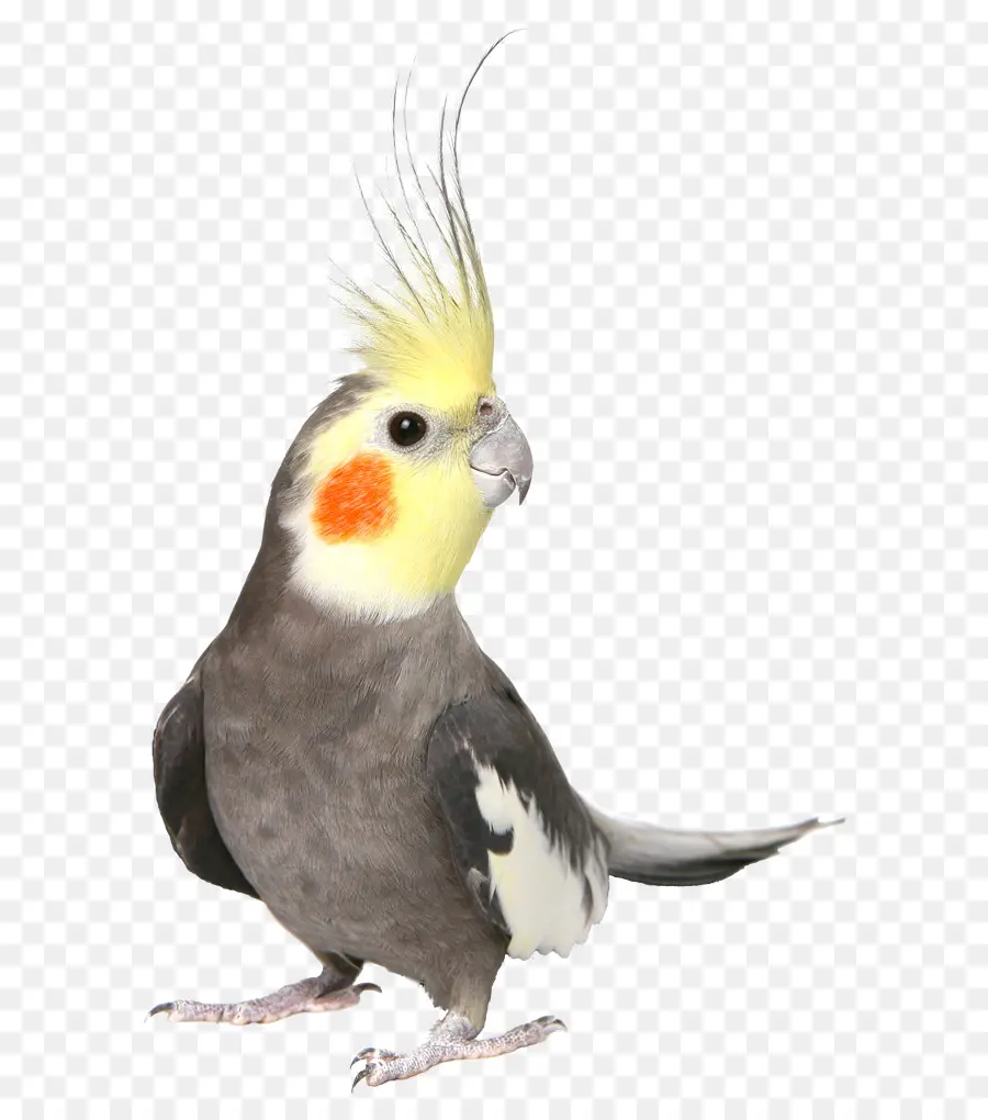 Calopsita，Aves PNG