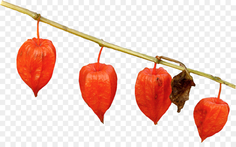 Peruano Groundcherry，Photoscape PNG