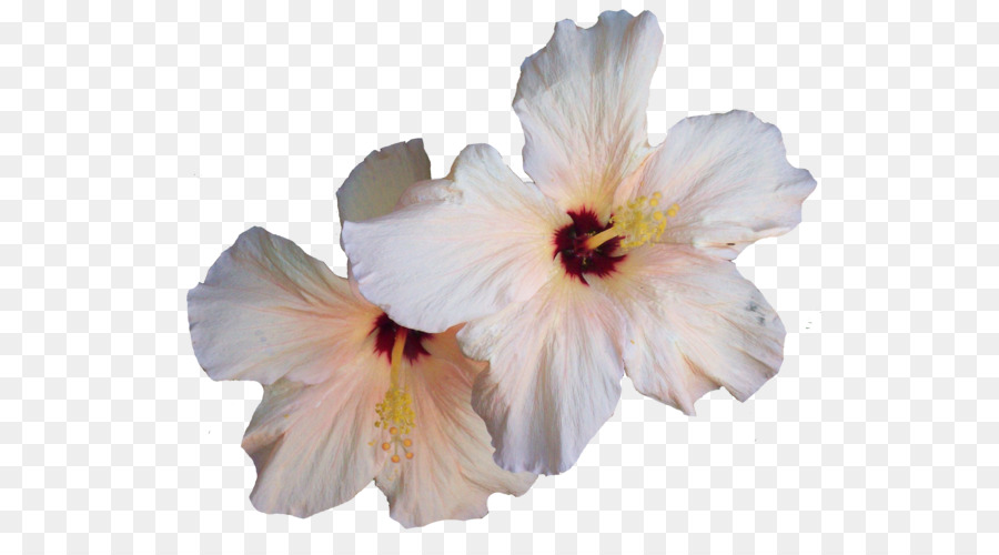 Hibiscus，Flor PNG