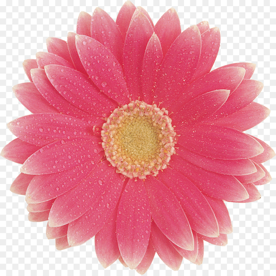 Transvaal Daisy，Flores De Corte PNG