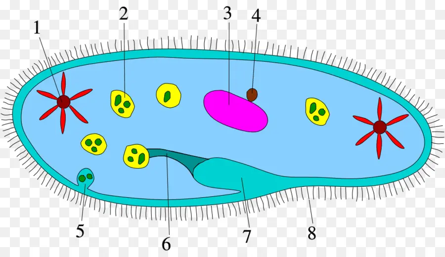 Protist，Bactérias PNG