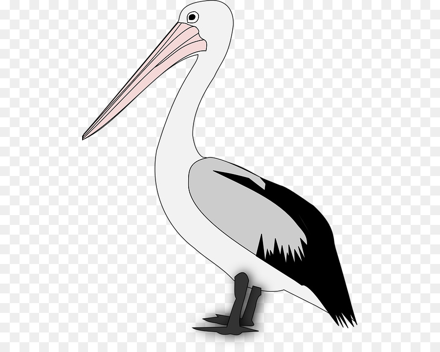 Pelicano，Aves PNG