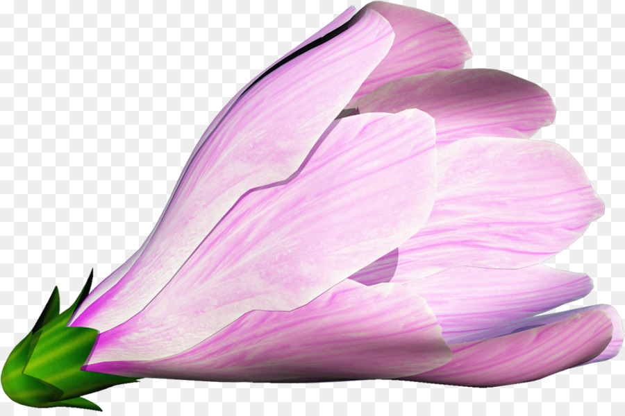 Flor Rosa，Flor PNG