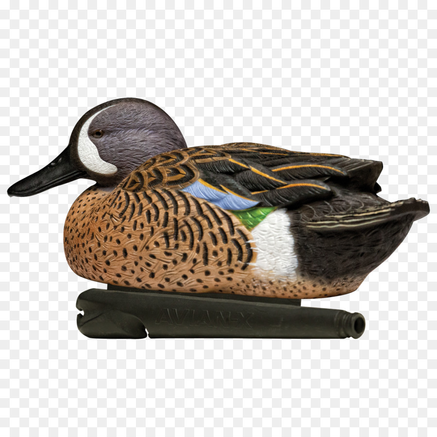 Pato Real，Pato PNG