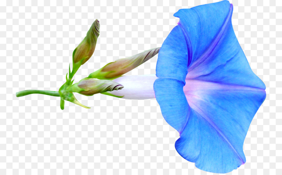 Flor，Ipomoea Nil PNG