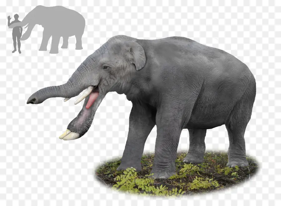 Elefante，Mamute PNG