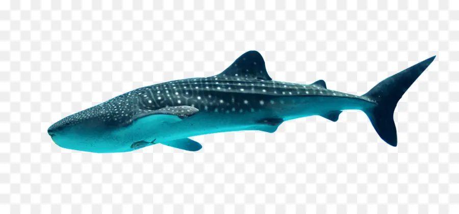 Tubarão，Aquário Da Geórgia PNG