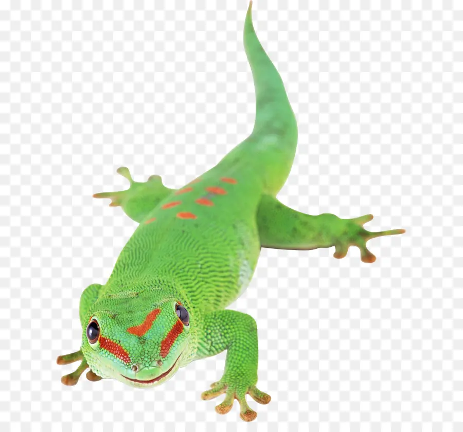 Lagartixa，Lagarto PNG