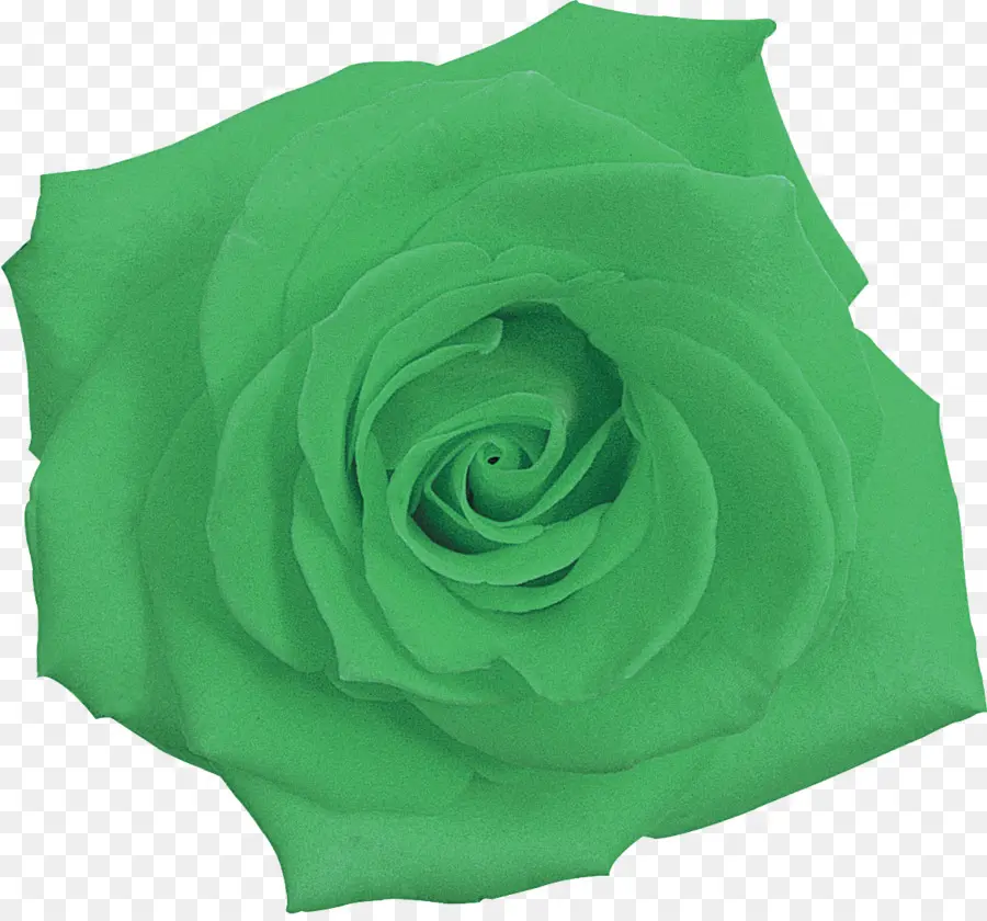 Rosa Verde，Rosa PNG