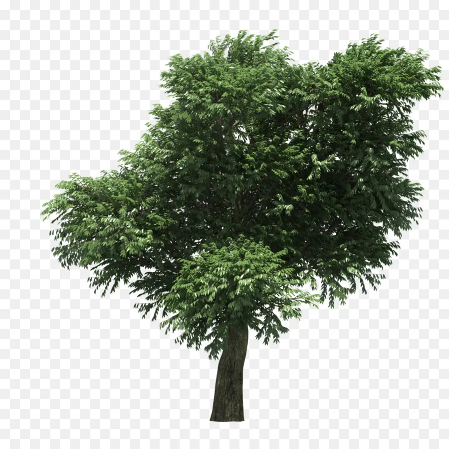 Arbutus Menziesii，árvore PNG