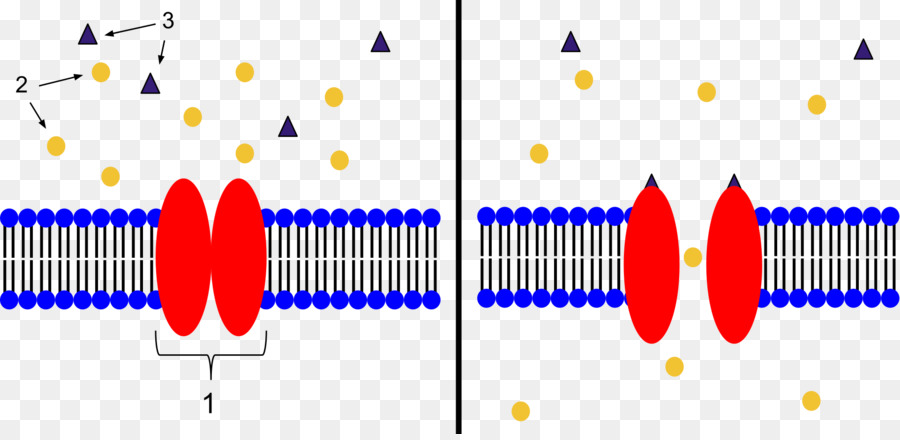 Transporte De Membrana Celular，Canais De Proteína PNG