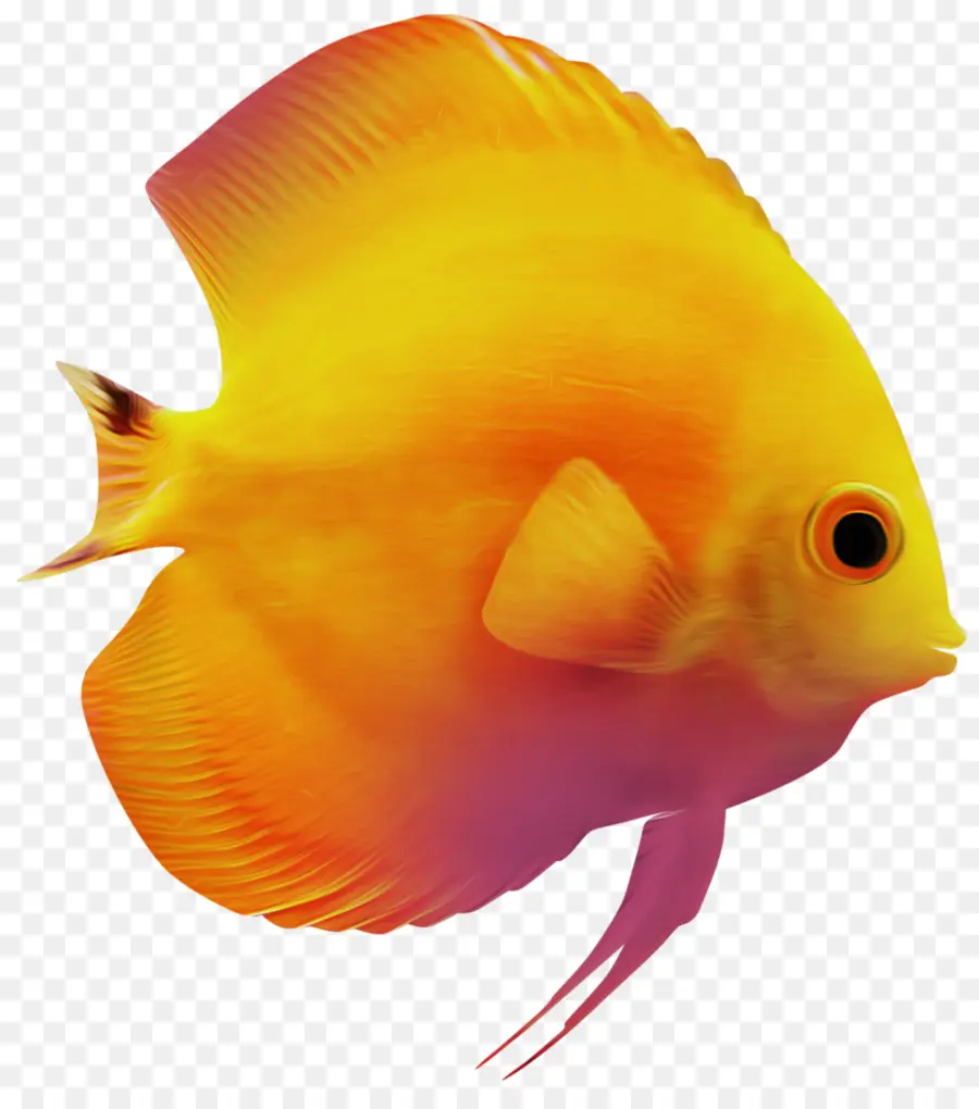 Peixe，Aquático PNG