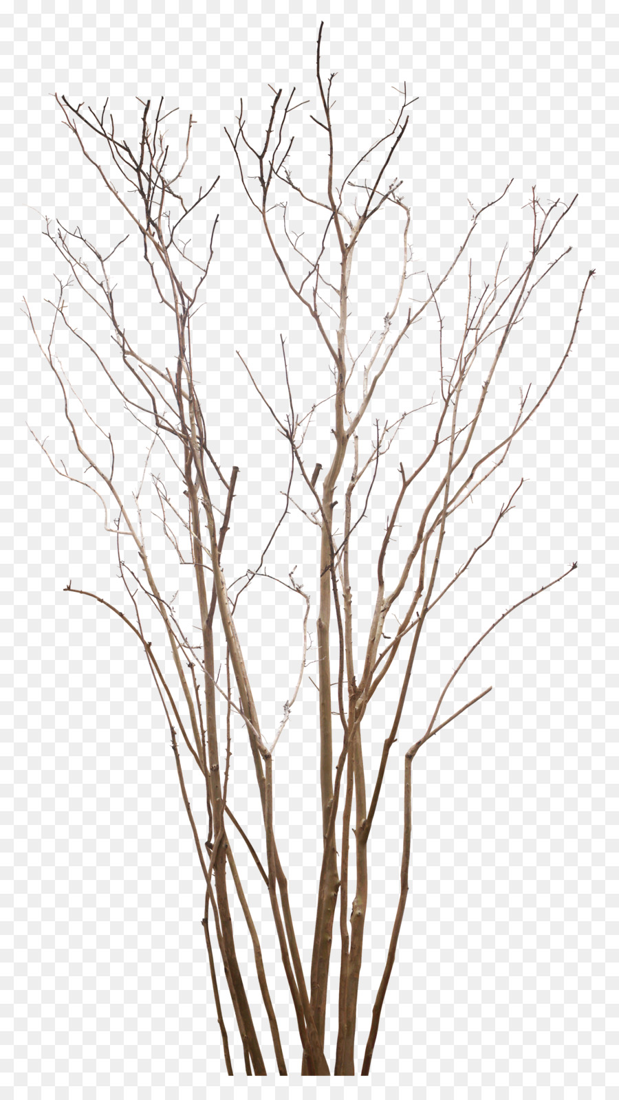 árvore，Arte PNG