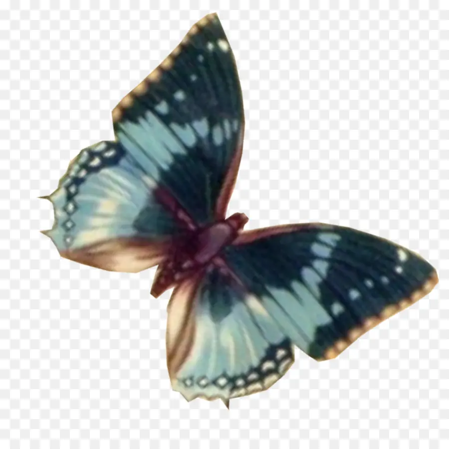 Borboleta，Asas PNG