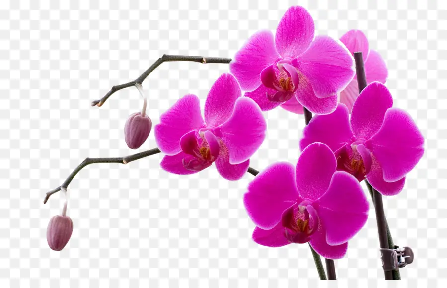 Orquídeas，Doritaenopsis PNG
