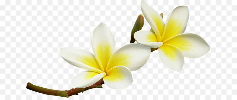 Flor，Frangipani PNG