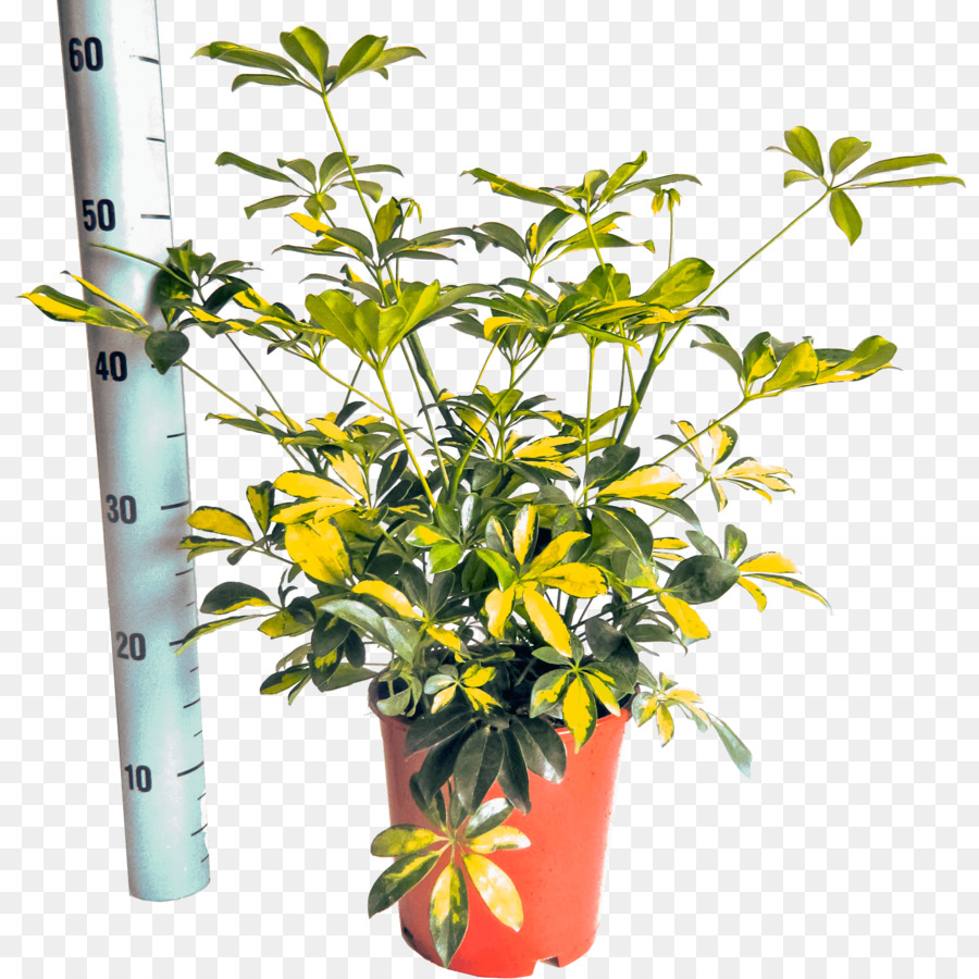 Schefflera Arboricola，Planta De Casa PNG