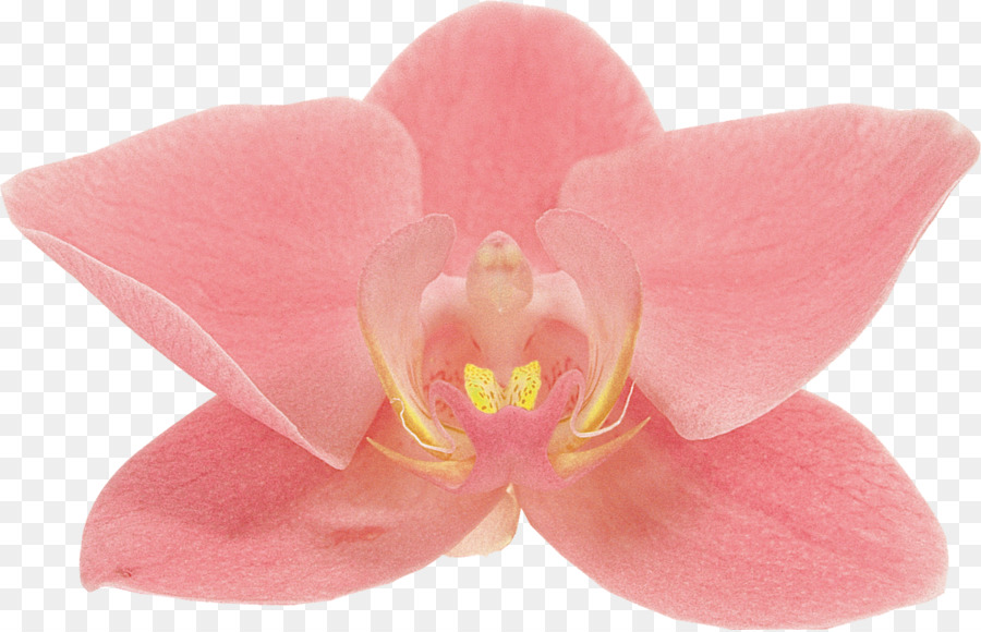 Traça Orquídeas，Orquídeas PNG