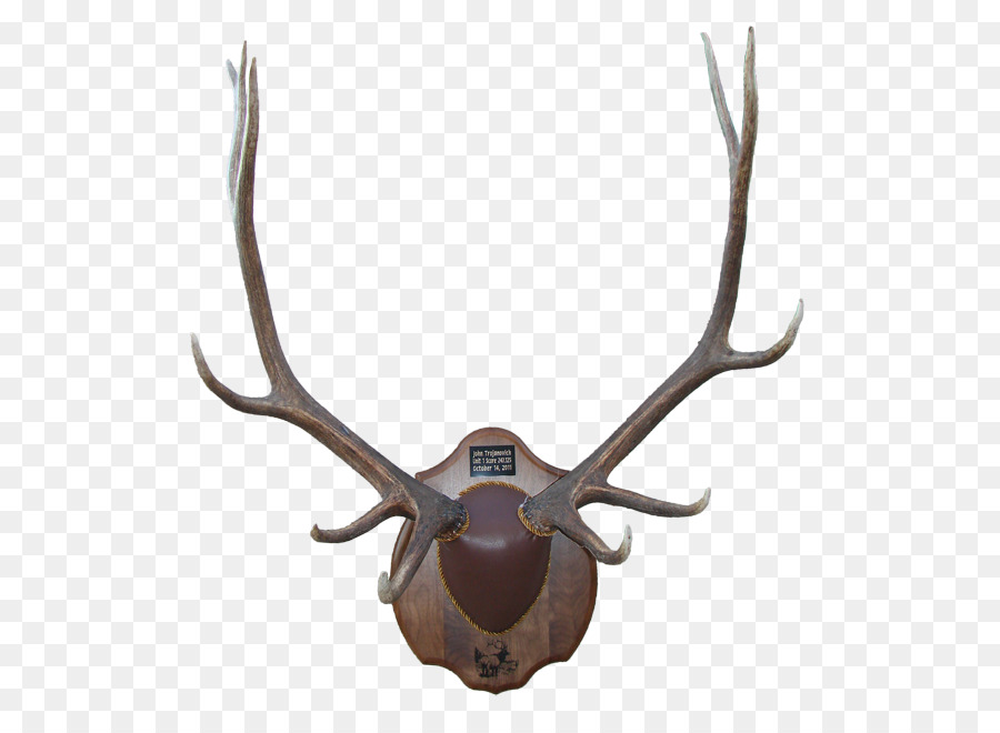 Antler，Veado PNG