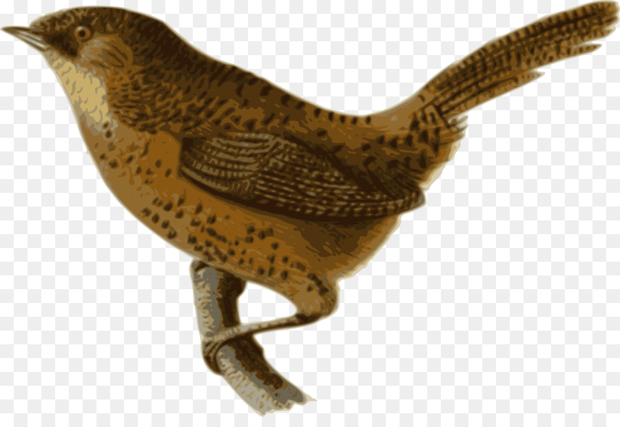 Bico，Aves PNG