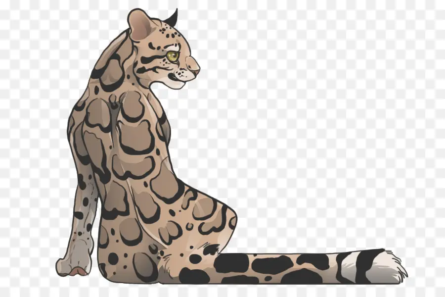 Leopard，Felidae PNG