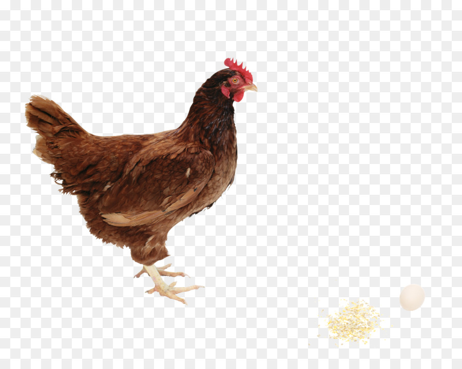 Frango，Galinha PNG