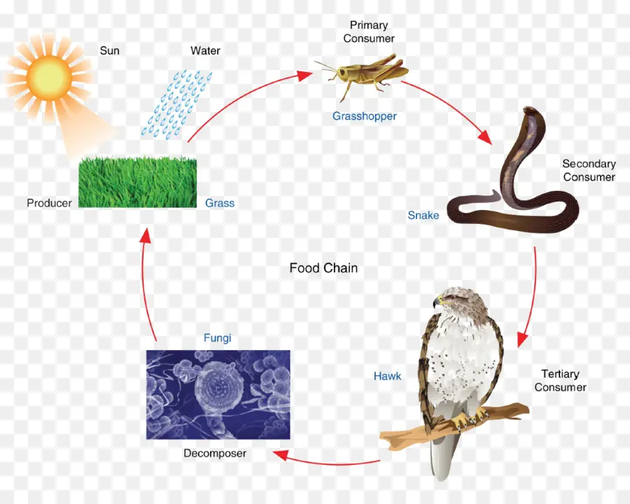 Cadeia Alimentar，Animais PNG
