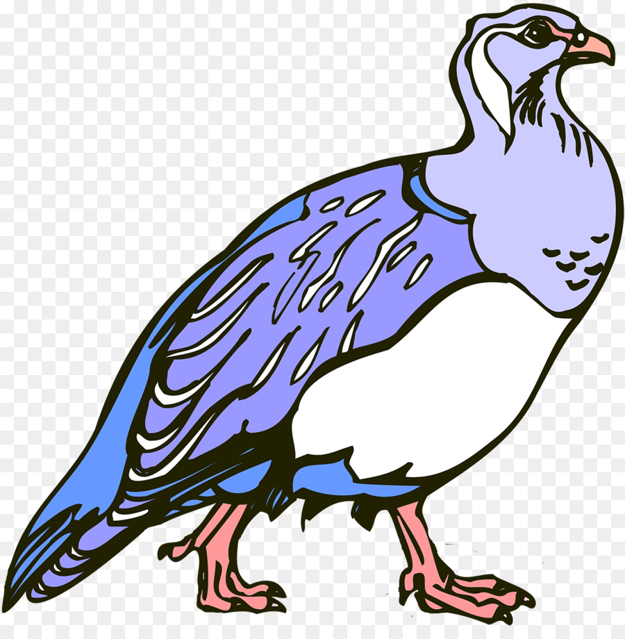 Bico，Galliformes PNG