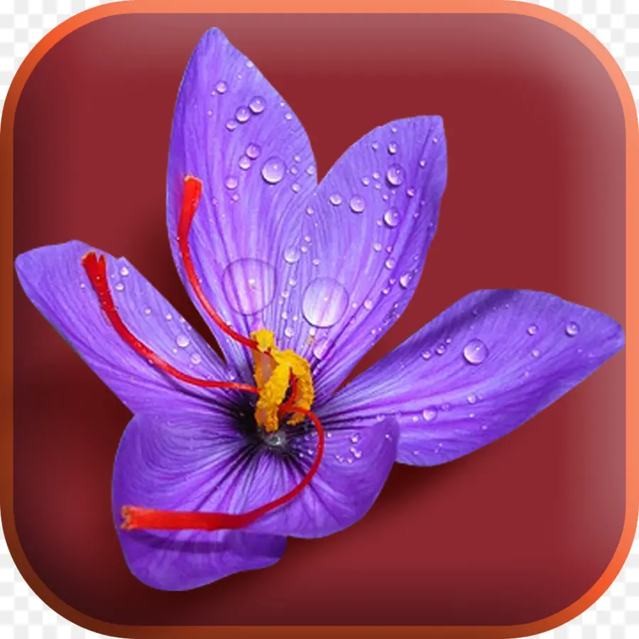 Flor Roxa，Florescer PNG