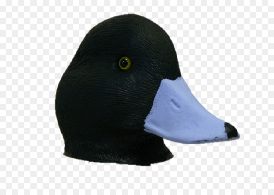 Pato，Pato Real PNG