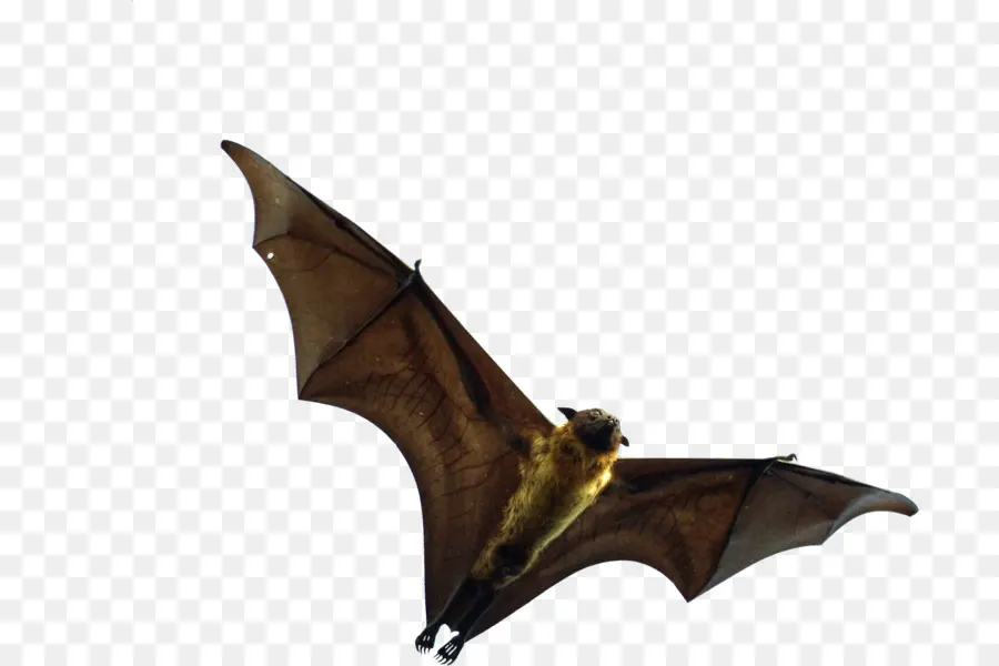 Bat，Raposas Voadoras PNG
