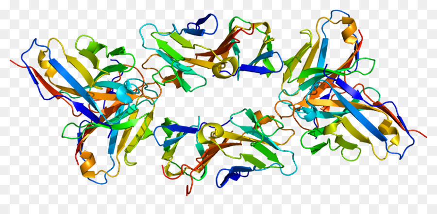 Estrutura Proteica，Molécula PNG