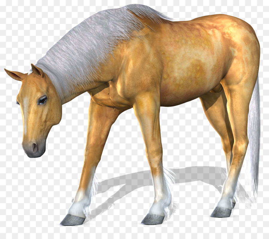 Cavalo，Equino PNG