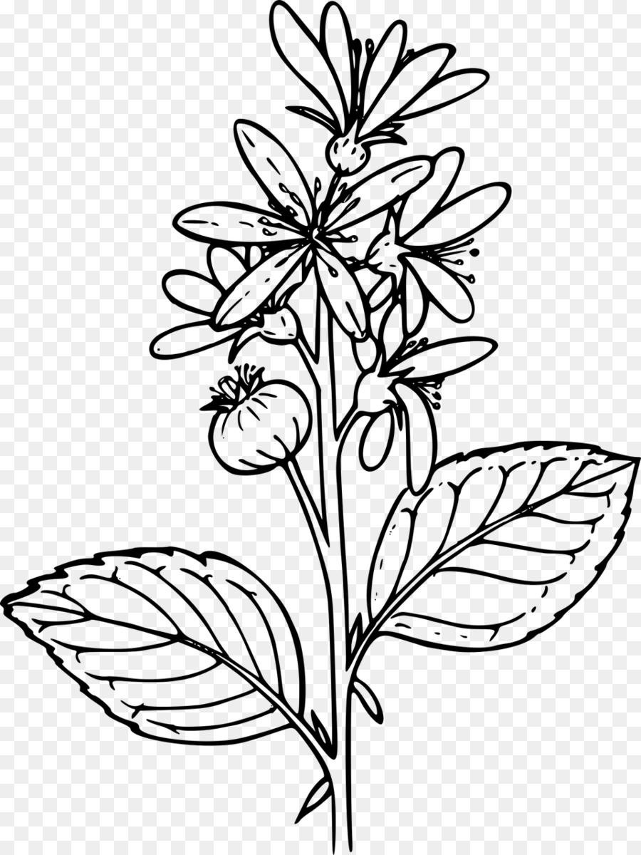Desenho，Flores Silvestres PNG