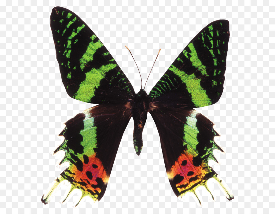 Borboleta，Papilio Blumei PNG