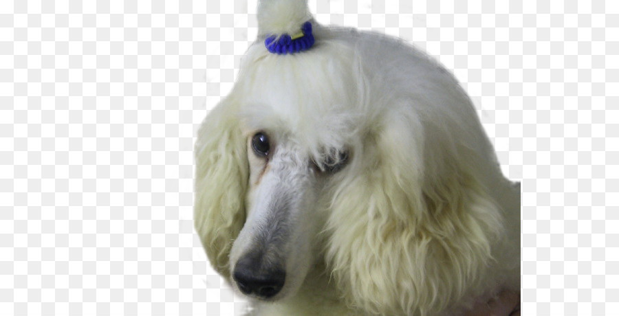 Poodle，Toy Poodle PNG