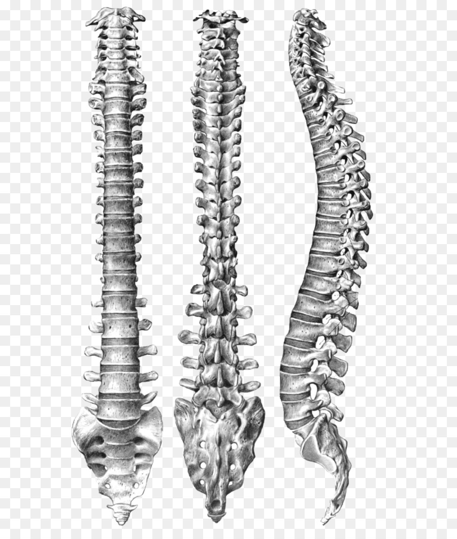 Hueso Esqueleto La Columna Vertebral Imagen Png Imagen Transparente Sexiz Pix