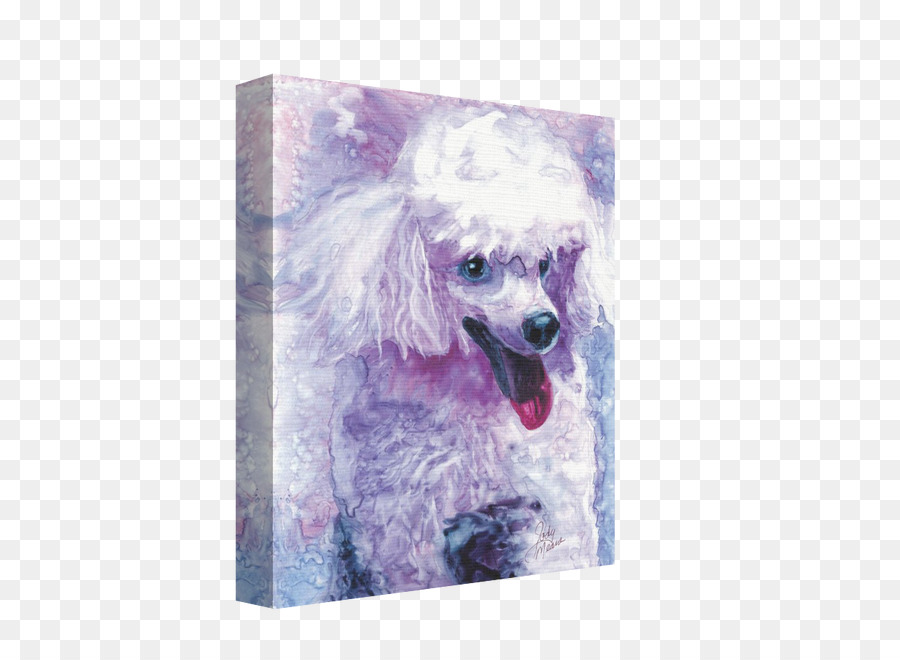 Poodle Miniatura，Poodle PNG